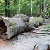  Sproing Pics (19/169)